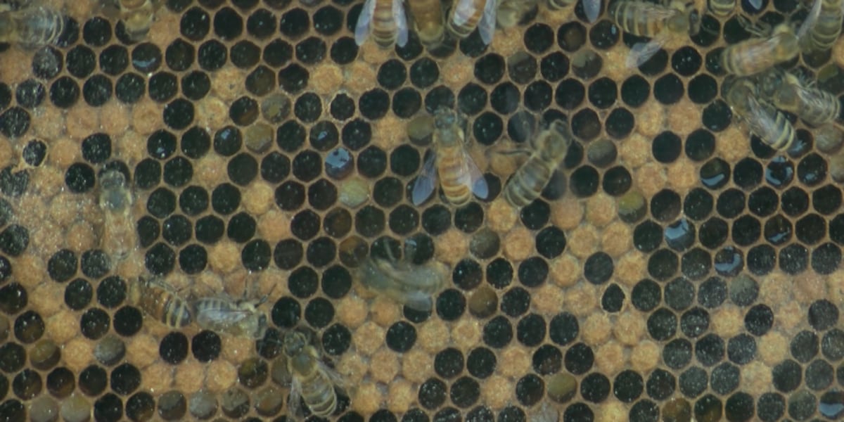 Bee Bitmap Illinois bee populations declining
