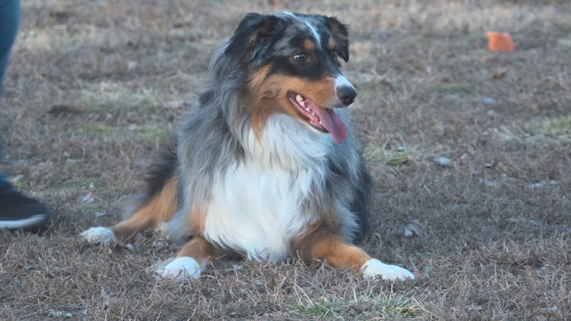 Save This Life, a microchip producer based out of Texas, unexpectedly shut down recently and...