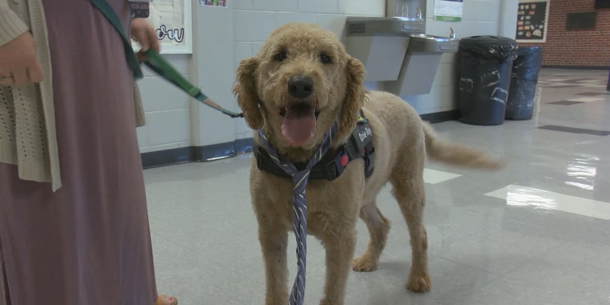 Keokuk High School's newest employee: Ozzie Ray, the therapy dog