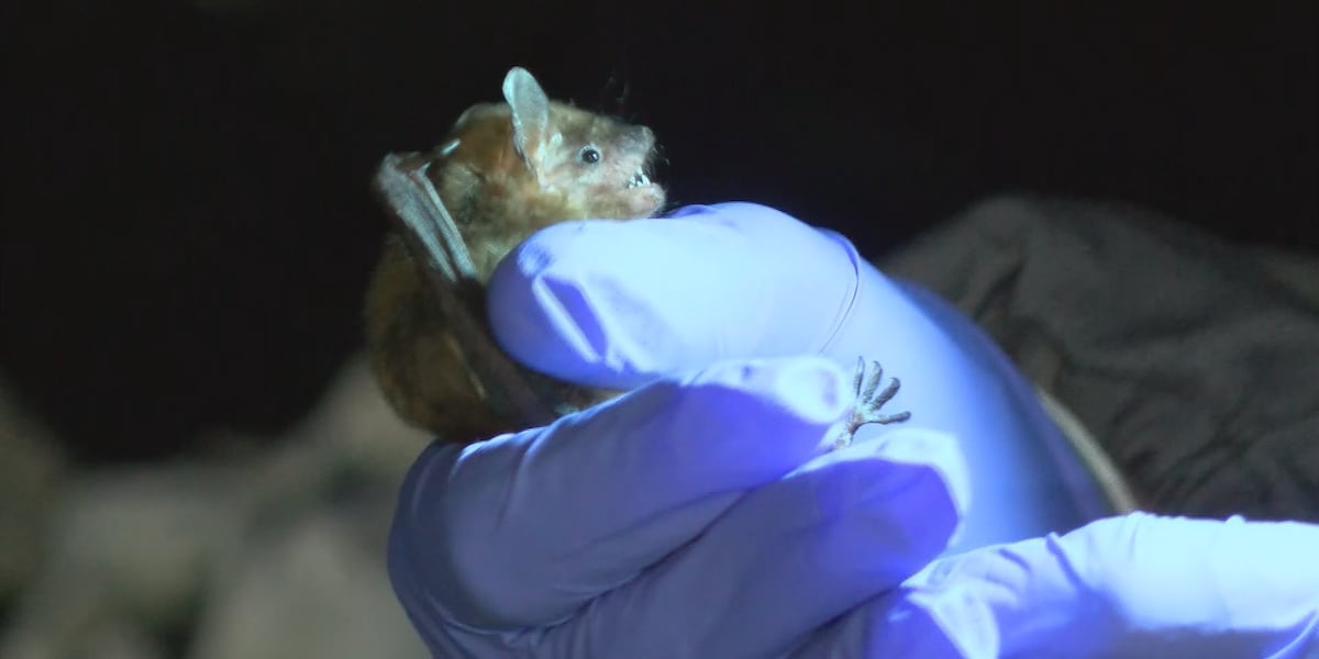Usa Bat Rabies Rabies-carrying bat detected in Adams County, a first for Illinois this ...