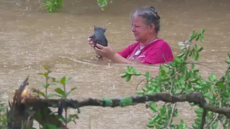 A kitten was rescued after floodwaters filled the Perk Beach RV Park and Campground.