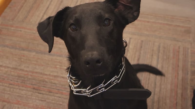 The Pittsfield Police Department welcome a new narcotics canine this month.