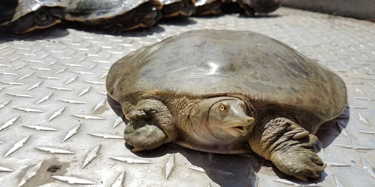 Tips for helping turtles stay safe during turtle nesting season
