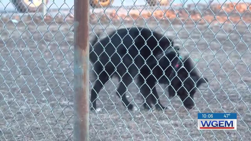 Save This Life, a microchip producer based out of Texas, unexpectedly shut down recently and...