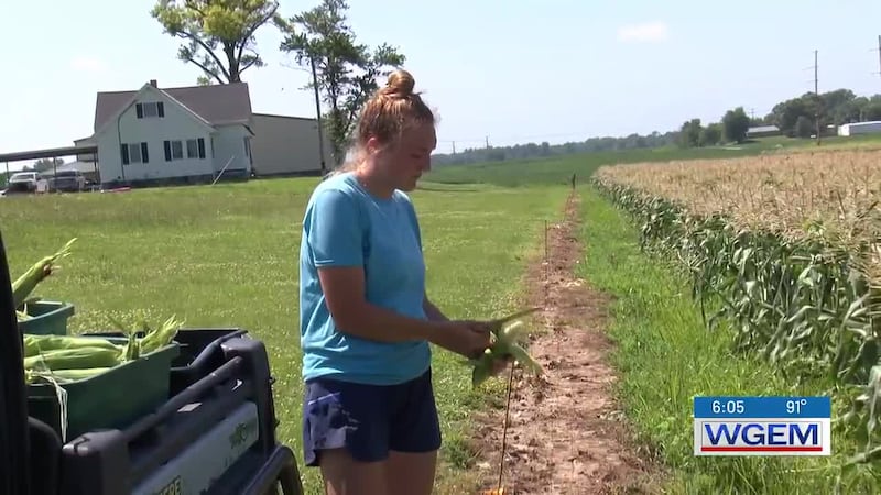 At the Witte cornfield, the work is hard, the days are long, and every ear comes with a story.